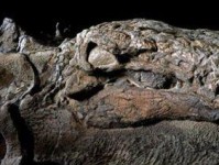 《寻找隐藏恐龙——我的化石博物馆挖掘任务》（开启条件、任务流程与技巧）