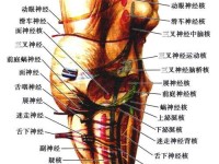 探秘人体工厂中枢神经通关技巧（以游戏为主，轻松学习神经科学知识）