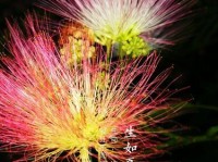 《以花开不渝时攻略》（绽放人生的秘诀与技巧）