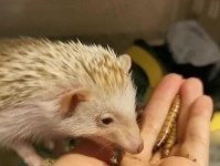 新笑傲江湖手游刺猬宠物技能属性全解析（刺猬宠物，顶级输出之选）