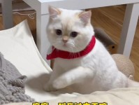 社恐猫咪出装攻略（打造社交达人的必备神器，社恐猫咪的最新时尚搭配）