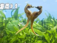 以求偶游戏第五话攻略（击败难缠的挑战，迈向爱情的胜利！）
