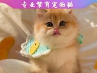 猫咪攻略（探秘偷包子猫的装备组合与技能加点，助您在游戏中取得胜利！）