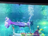 美人鱼装扮游戏攻略（探索海底世界，尽情展现自己——美人鱼装扮游戏攻略）