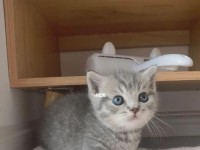 猫咪的出装攻略（揭秘猫咪如何出装，偷包子成功率百分百！）