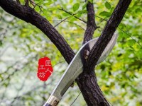 《明日之后》砍刀制作方法详解（从材料到制作，打造最强砍刀，游戏攻略必备）