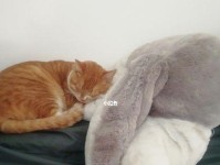 小猫咪技能挑战攻略（如何让你的小猫咪展示出超强技能）