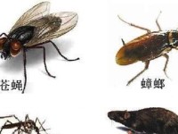 《汉字魔法》游戏消灭苍蝇攻略（学习汉字，轻松愉悦消灭苍蝇）