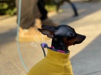 粘人小鹿系统出装攻略——成为终极粘人之王(如何通过合适的装备成为游戏中最难缠的角色,摧枯拉朽?)
