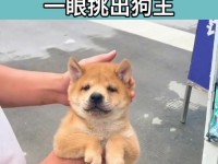 致胜攻略（挑战最凶恶的犬类敌人，只需一步之遥！）